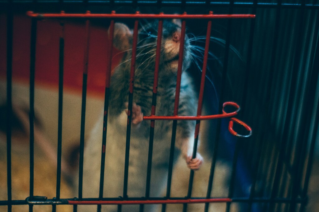A rodent trap