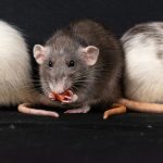 9 Approaches to Create Rodent-Proof Food Containers