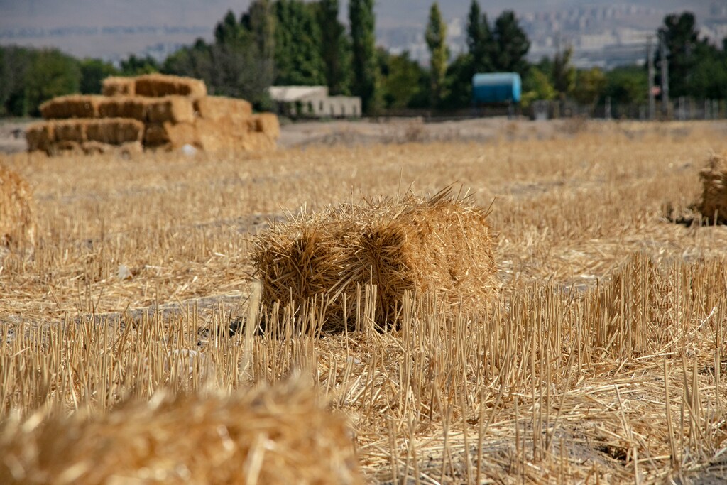 A wheat farm