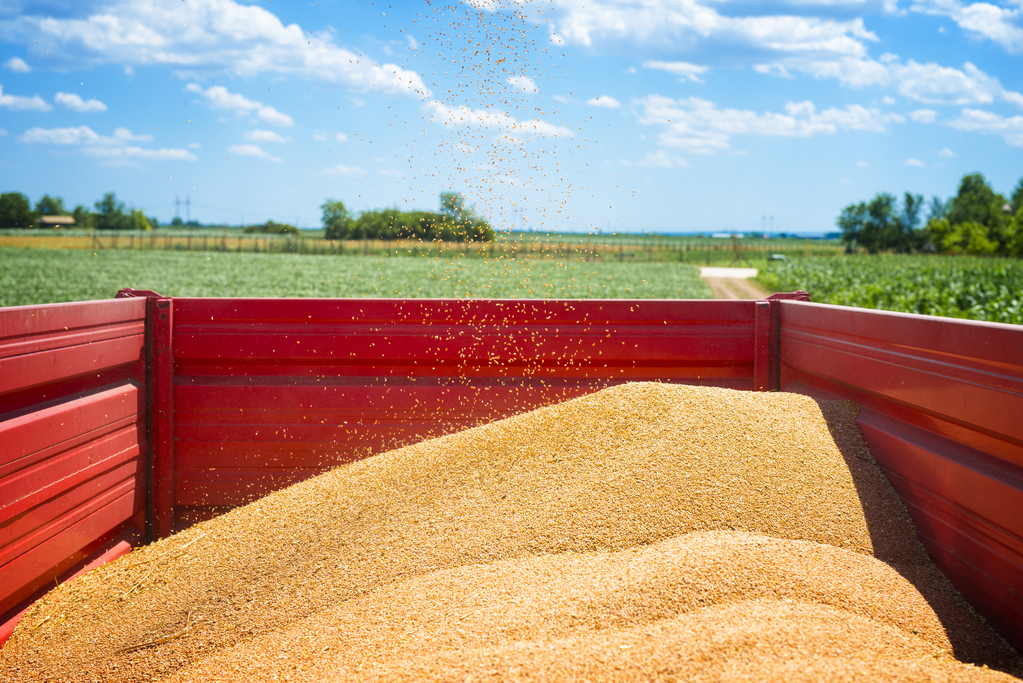 Shipping container with wheat