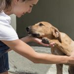 Container Shelters for Animals: Are They Safe?
