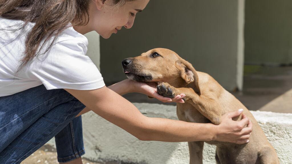 Container Shelters for Animals: Are They Safe?
