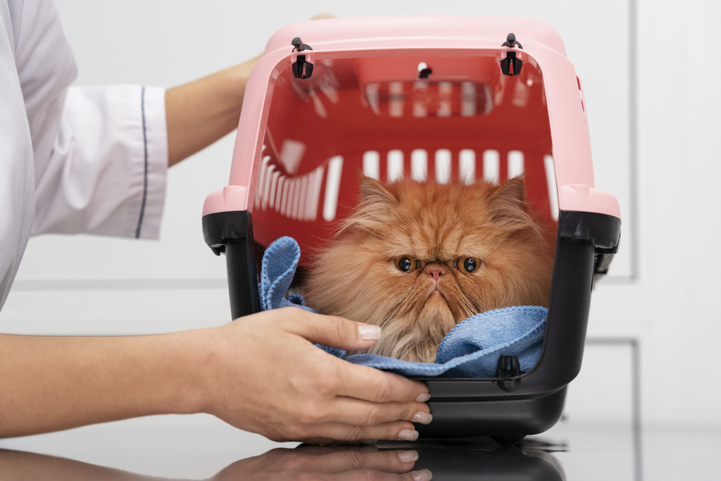 Pet in a pet hotel